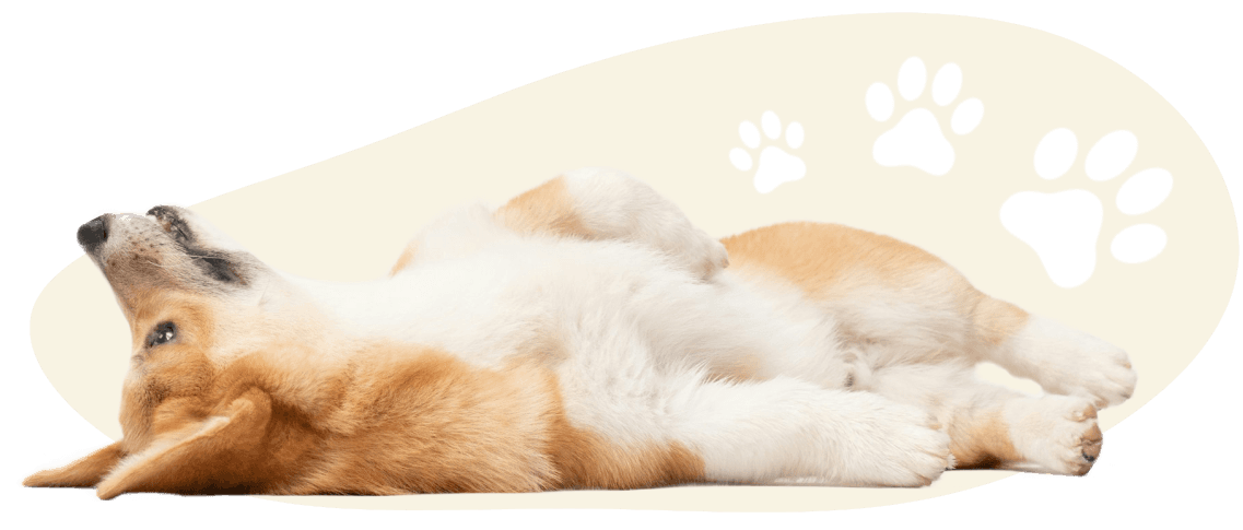logo-perro
