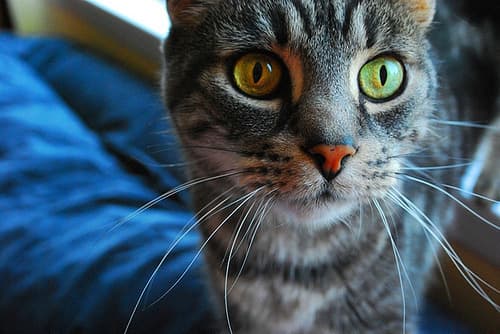 mascota
